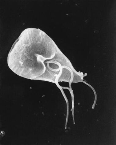 lamblia - një gjini e parazitëve protozoarë të flagelizuar